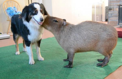 14062016-capybara