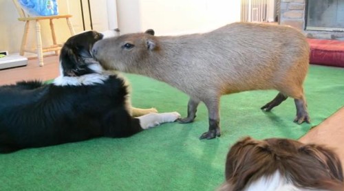14062016-capybara1