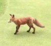 20062016-fox-s