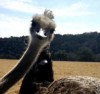 29062016-ostrich-s