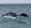 05072016-dolphins-s