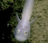 05072016-ghostfish-s