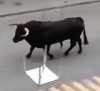 27072016-bull-s