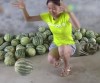 04082016-watermelons-s