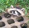 22082016-raccoon-s