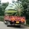 29082016-watermelon-s