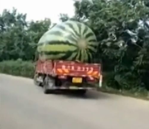 29082016-watermelon1