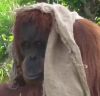 04092016-orangutan-s