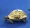 13102016-tortoise-s