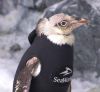 27102016-featherlesspenguin-s