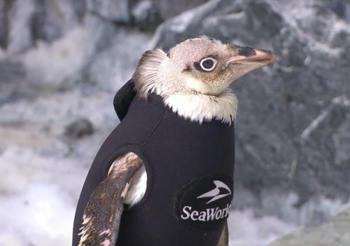 27102016-featherlesspenguin