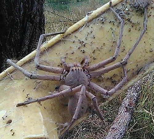 Огромного тарантула обнаружила волжанка в собственной спальне: фото
