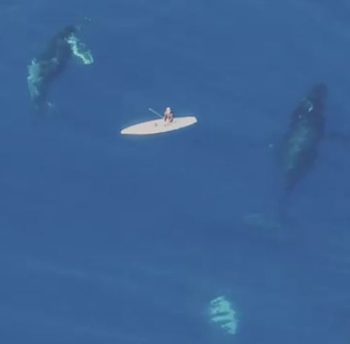 06122016-humpbackwhales1