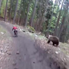 медведь погнался за велосипедистом