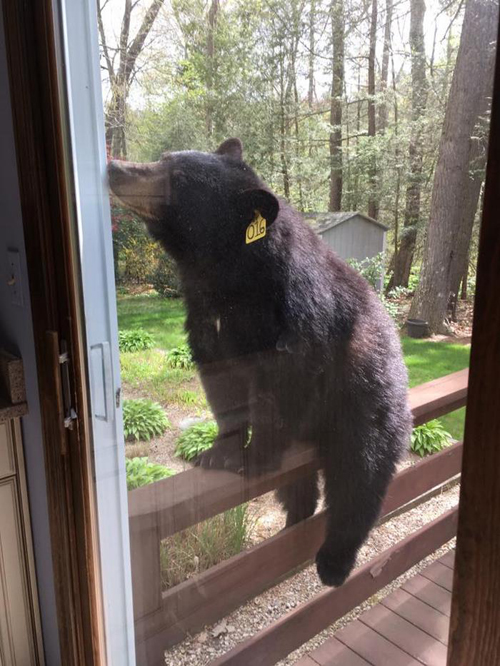 медведь хочет печенье