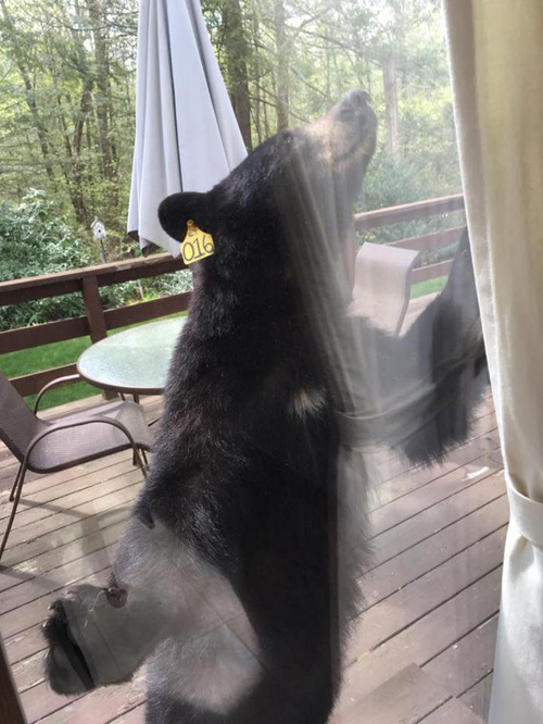 медведь хочет печенье