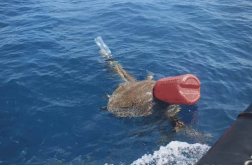 черепах спасли от мусора