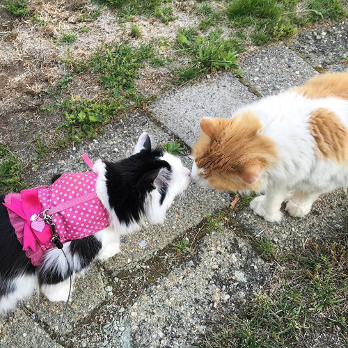 кот влюбился в соседскую кошку