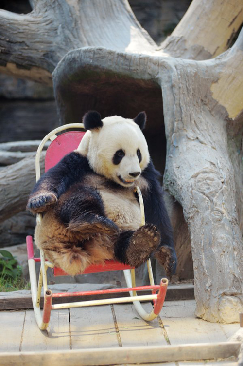 панда в кресле-качалке
