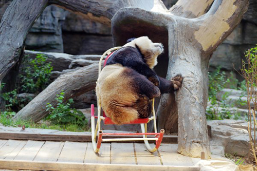 панда в кресле-качалке