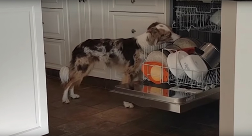собака-посудомойка