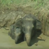 слонов спасли из ямы