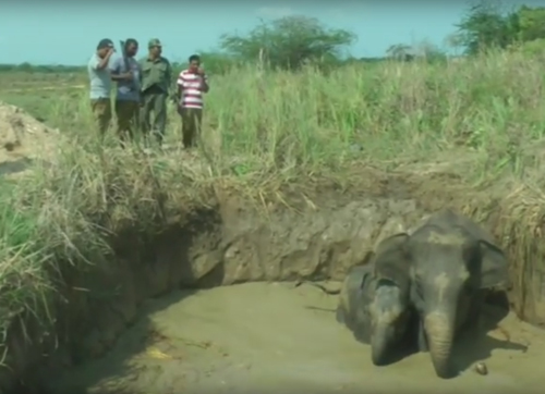 слонов спасли из ямы