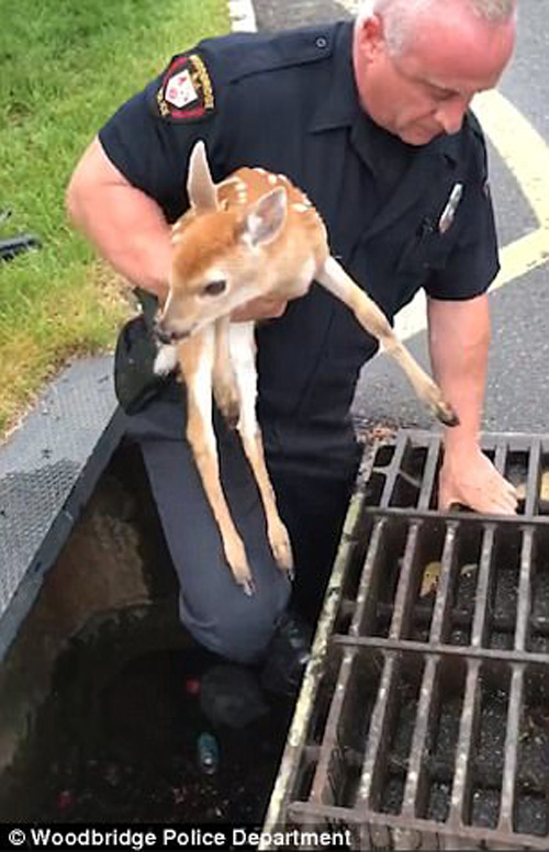 полицейский спас оленёнка