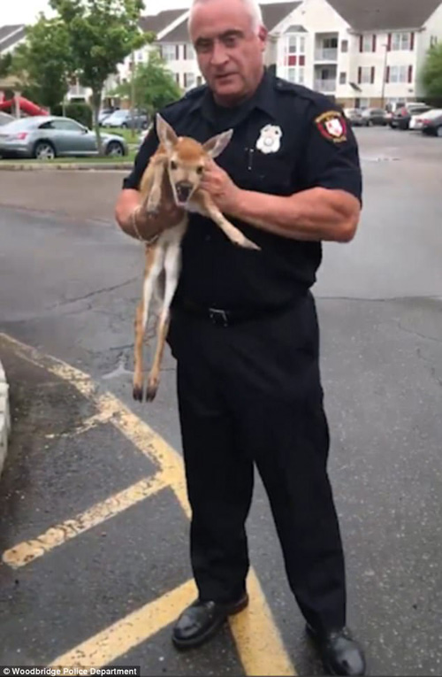 полицейский спас оленёнка