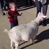 пукнувшая коза напугала ребёнка
