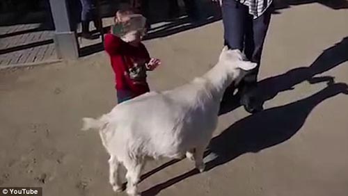 пукнувшая коза напугала ребёнка