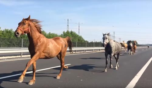 лошади бежали по шоссе