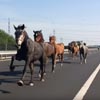 лошади бежали по шоссе