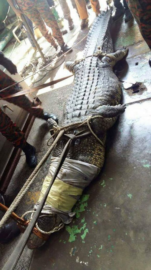пожарные 10 часов спасали крокодила