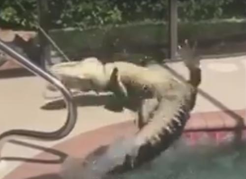 аллигатор в бассейне