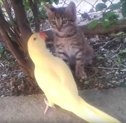котёнок не захотел дружить с попугаем