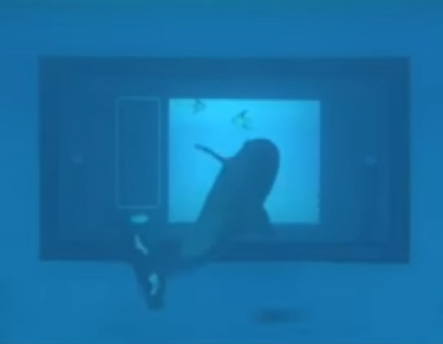 сенсорный экран для дельфинов