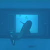 сенсорный экран для дельфинов