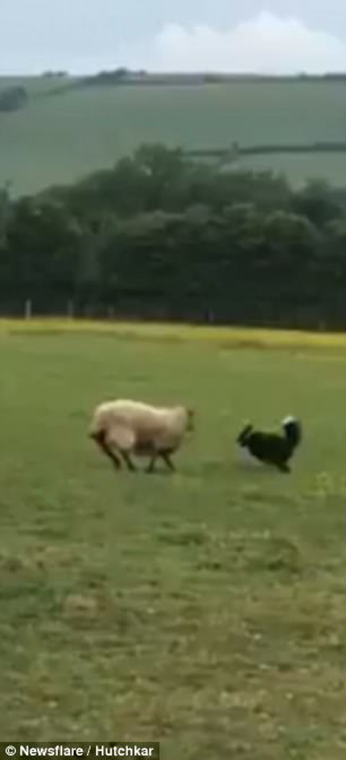 овца поменялась ролями с овчаркой