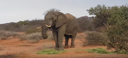 слон отогнал носорогов песком