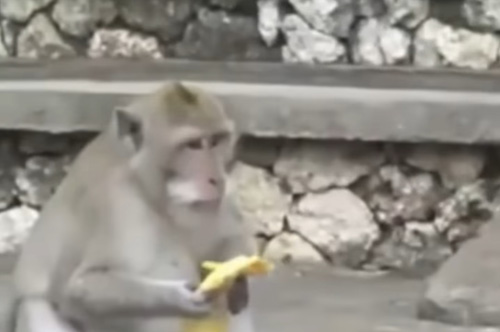 обезьяны выменивают вещи на еду
