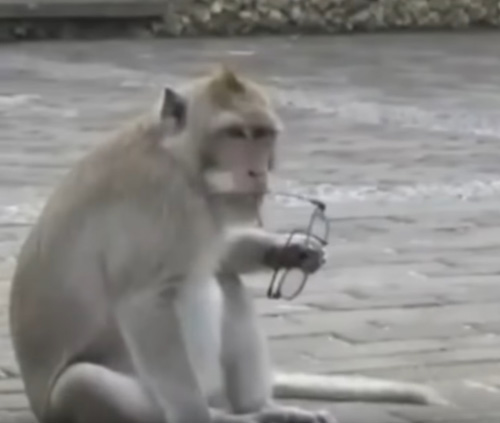 обезьяны выменивают вещи на еду