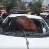 лошадь врезалась в автомобиль