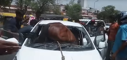 лошадь врезалась в автомобиль