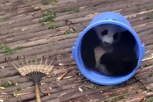 панды помогли с уборкой