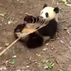 панды помогли с уборкой