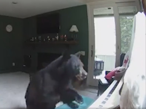 медведь сыграл на пианино