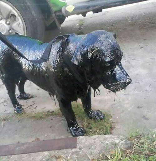 собаку отмыли от гудрона бензином