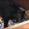 медведь в мусорном баке
