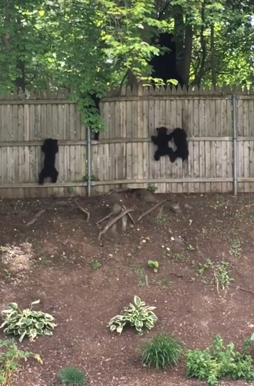 медвежата перелезли через забор